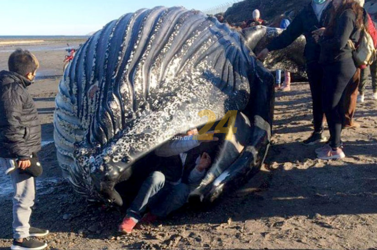 Repudiable: apareció una ballena muerta y vecinos se metieron adentro para sacarse fotos