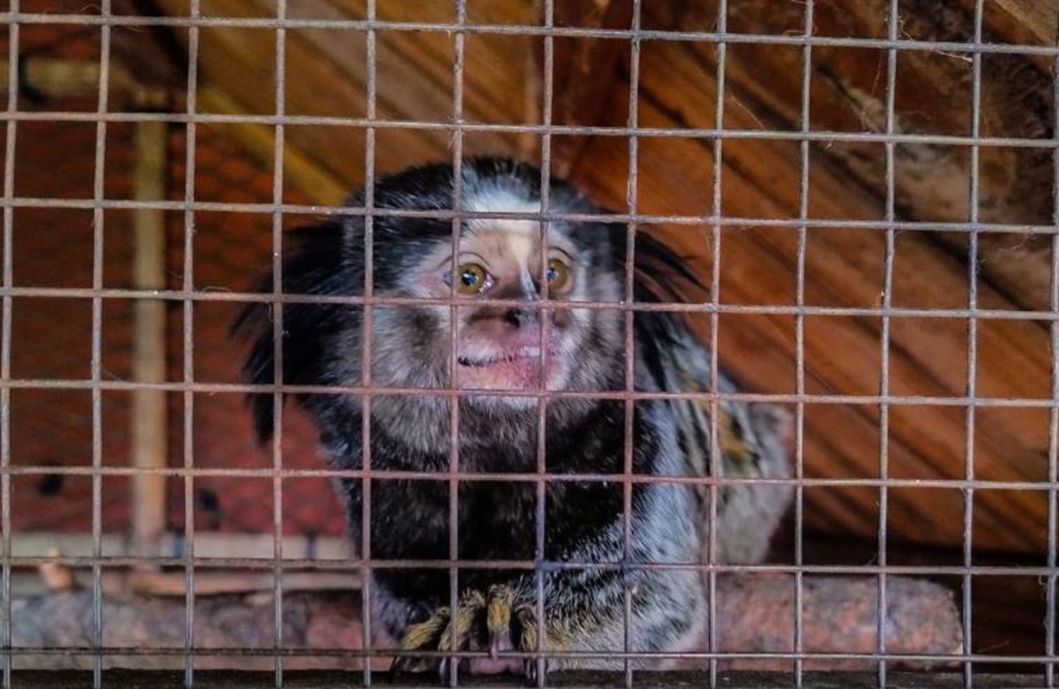 Las especies se encontraban en una estancia ubicada en la localidad de Carlos Keen, partido de Luján.