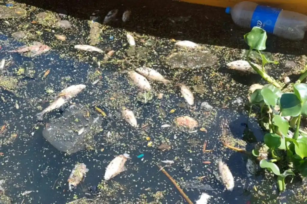 Rosario: denunciaron olor nauseabundo y la aparición de cientos de peces muertos en el arroyo Ludueña