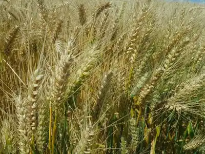 Trigo récord y siembra acelerada: el agro argentino vive una primavera excepcional