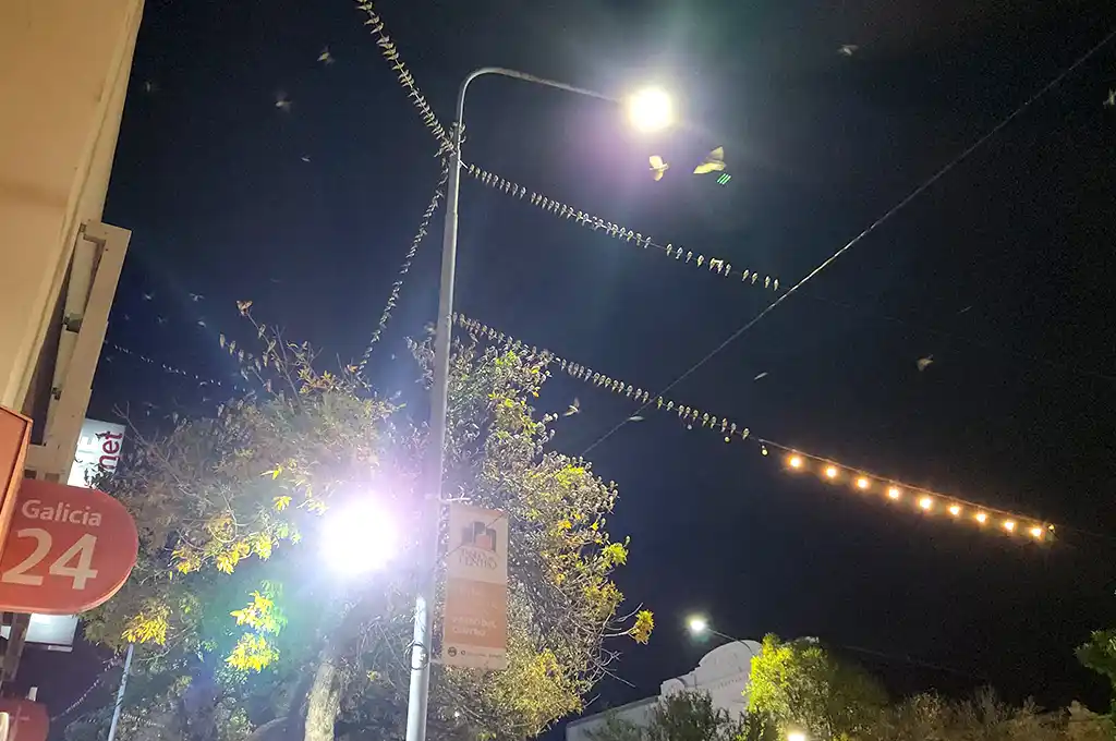 golondrinas invasión en rafaela - 1