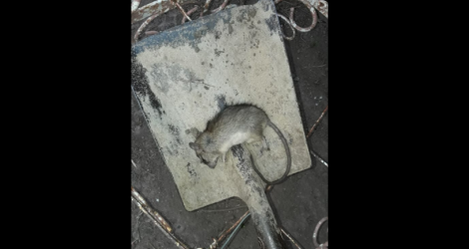 “Cansados de los ratones”