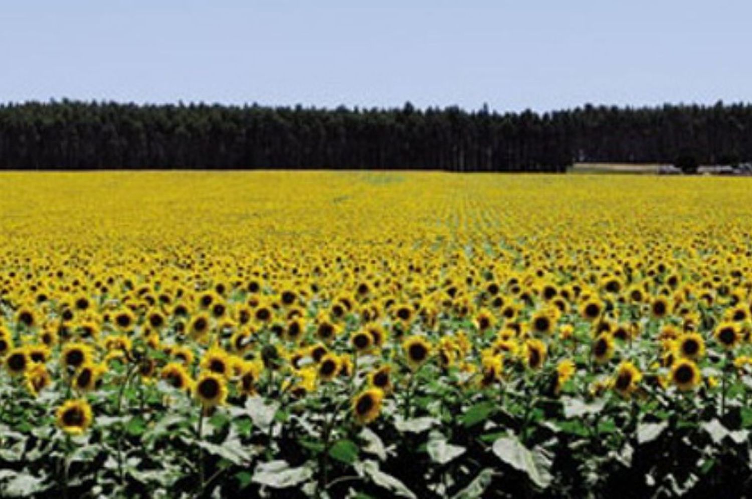 Terminó la campaña del girasol y esperan ingresos récord por más de u$s1.900 M