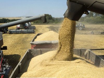 Récord de embarques: el trigo argentino conquista nuevos destinos