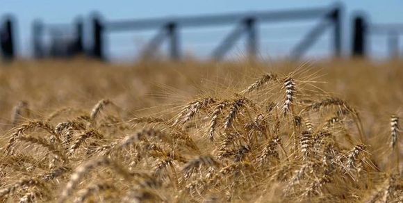 Se apuntalan condiciones para que la región núcleo alcance los 7 millones de toneladas en trigo