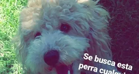 Perrita perdida