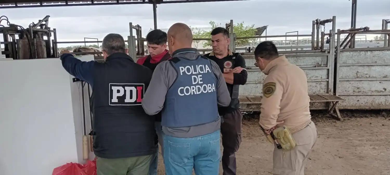 Jesús María: secuestraron 29 bovinos valuados en $49 millones en una causa por estafa - 1