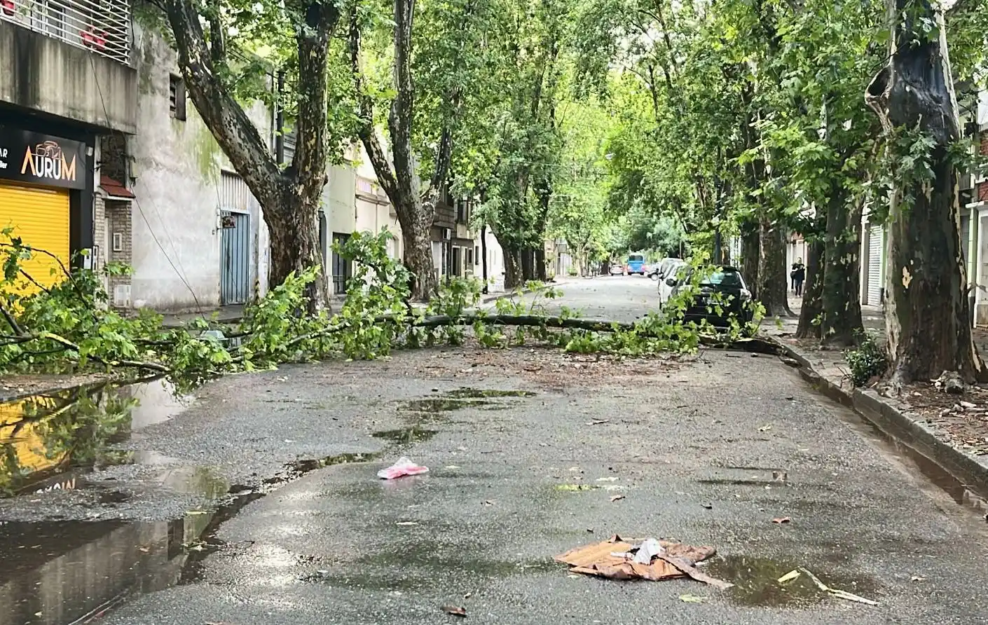 Plantarán unos 10 mil árboles para compensar el temporal de comienzos de febrero