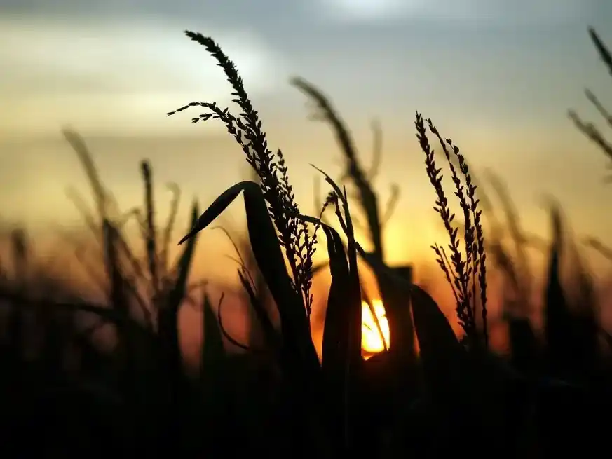 Las proyecciones climáticas anticipan buenas precipitaciones hasta diciembre, lo que configura un escenario atípico respecto de campañas previas.