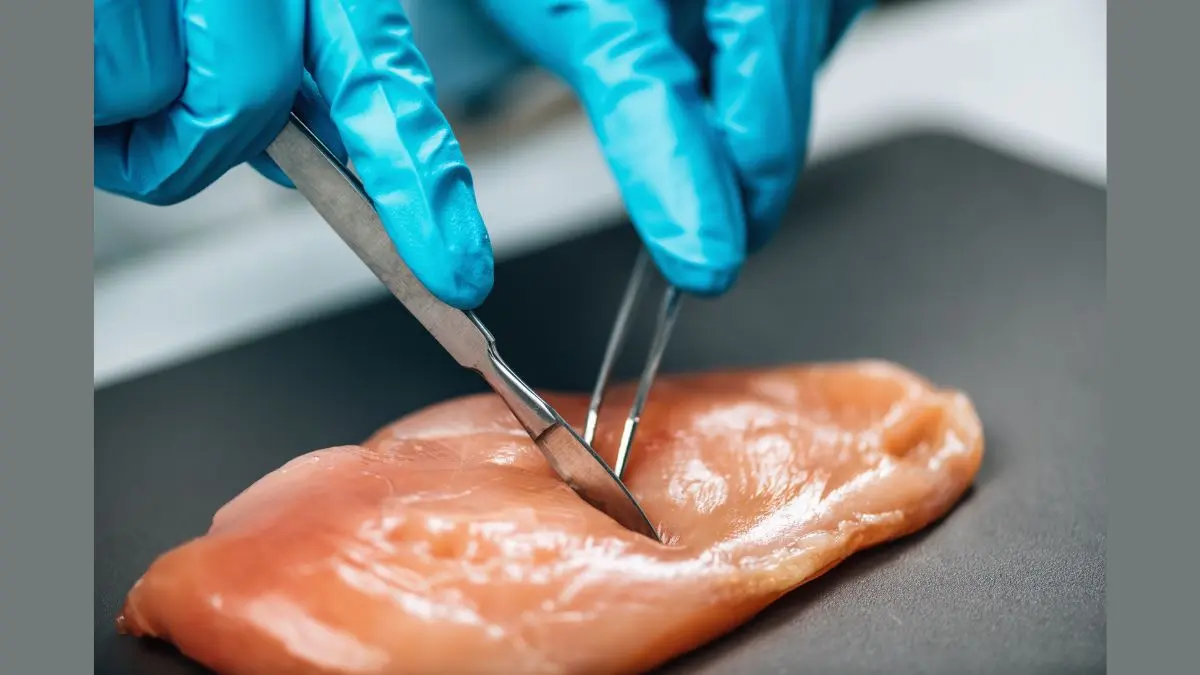 Muy pronto venderán carne de pollo creada en laboratorio: EE.UU. autoriza a dos empresas  