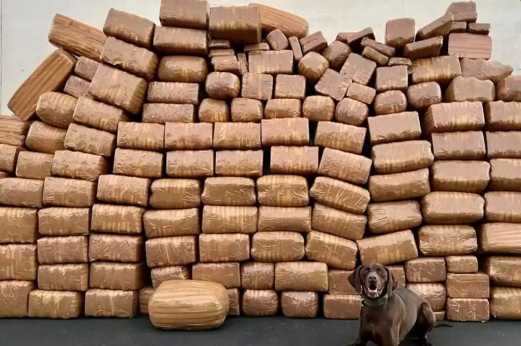 San Diego: un perro policía encontró 2.000 kilos de droga dentro de un camión