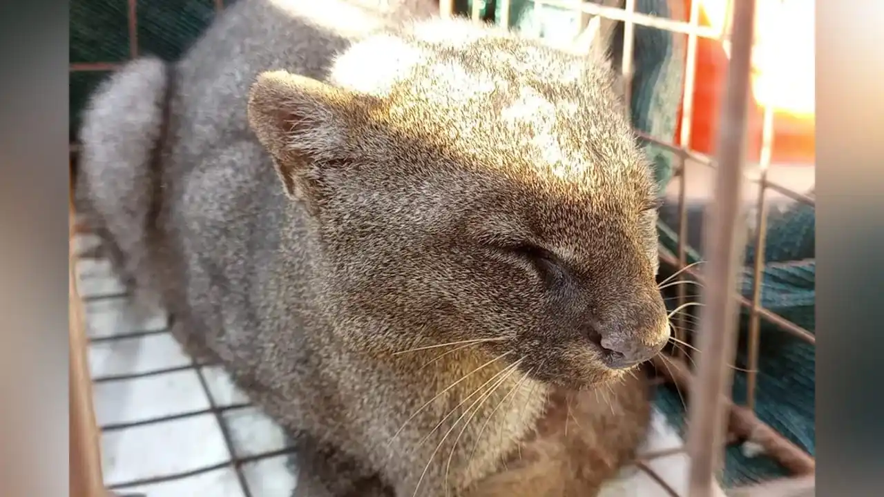 El yaguarundí fue liberado en la zona rural de Ambul, departamento San Alberto