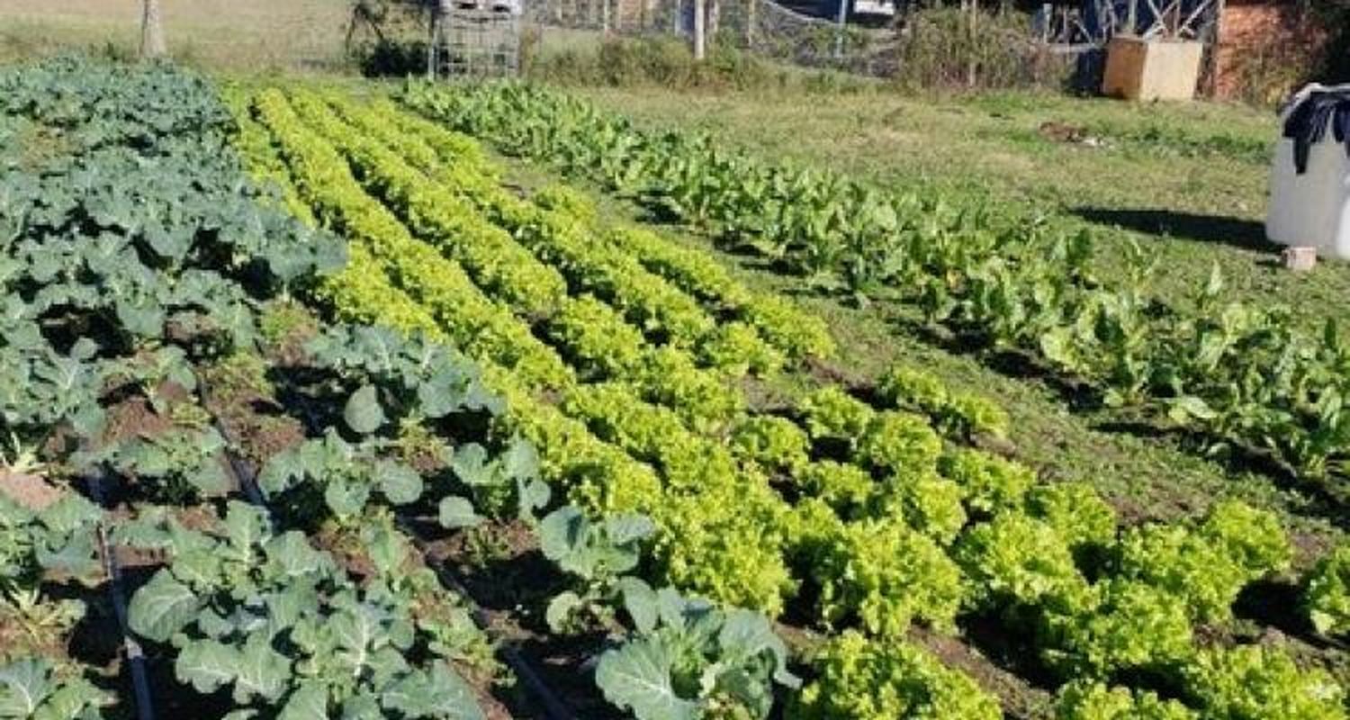 Concejo Deliberante: Proponen crear un programa municipal de huertas comunitarias