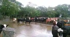Por ahora la Nación no declarará la emergencia agropecuaria