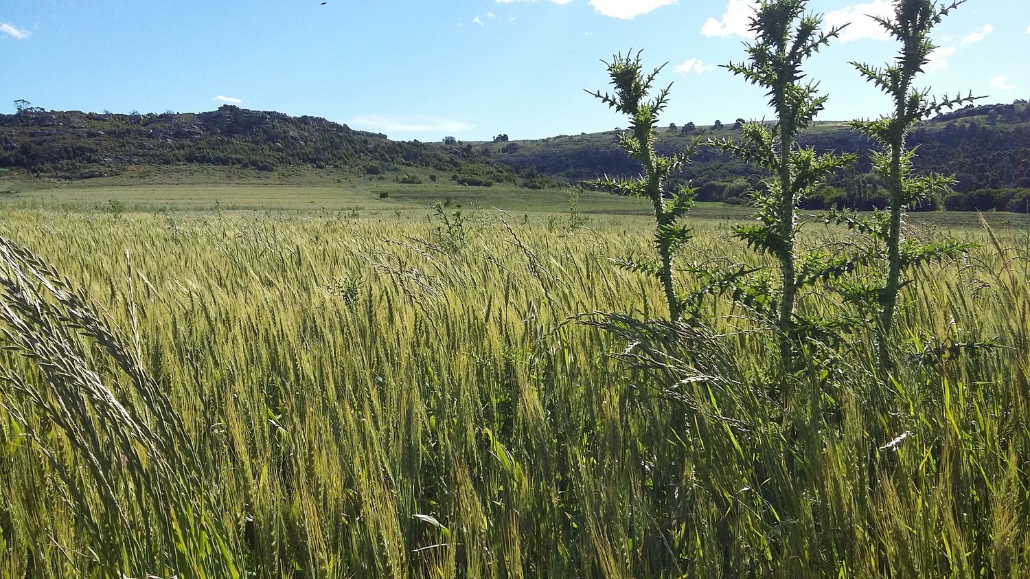 El camino de José Amuchástegui: De la producción convencional a las harinas agroecológicas