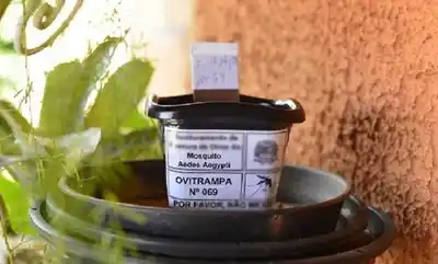 Ovitrampas detectan el comienzo de la reproducción del dengue en San Francisco