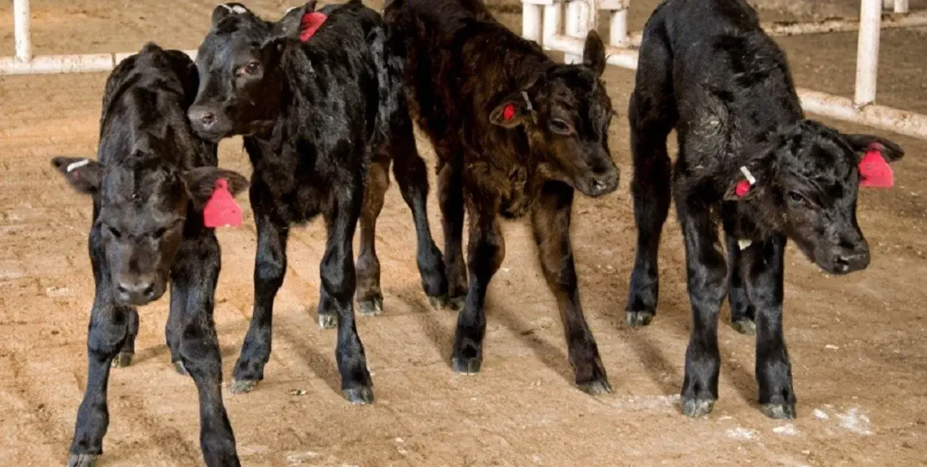 La faena vacuna sigue en baja y se profundiza la retención de hacienda