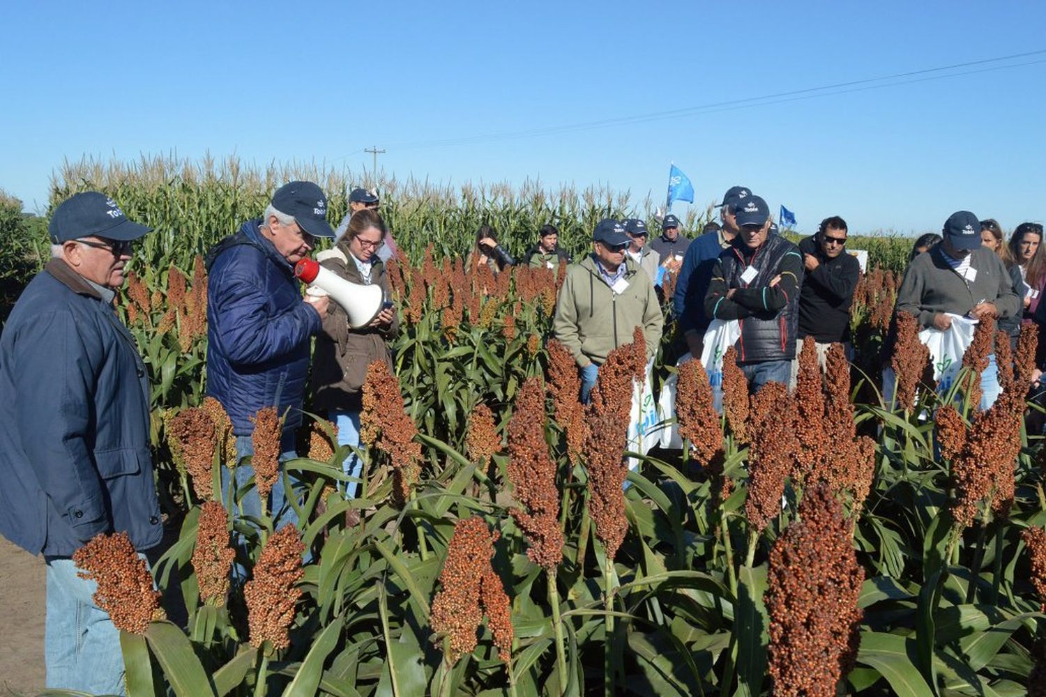 Todo indica que la trilla del sorgo entrerriano caerá una tercera parte