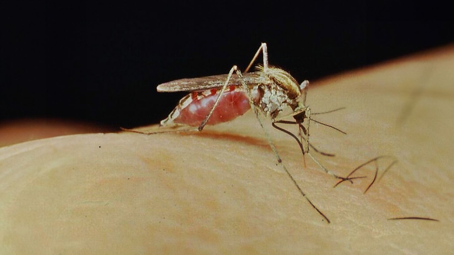 El Aedes albifasciatus, actualmente en áreas urbanas, transmite la Encefalitis Equina del oeste.