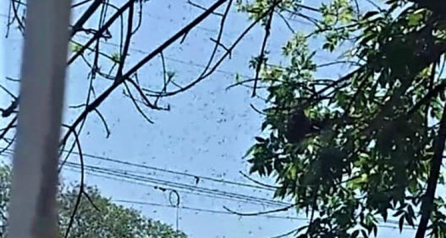 Cómo es el “rescate de enjambres” que ofrecen apicultores