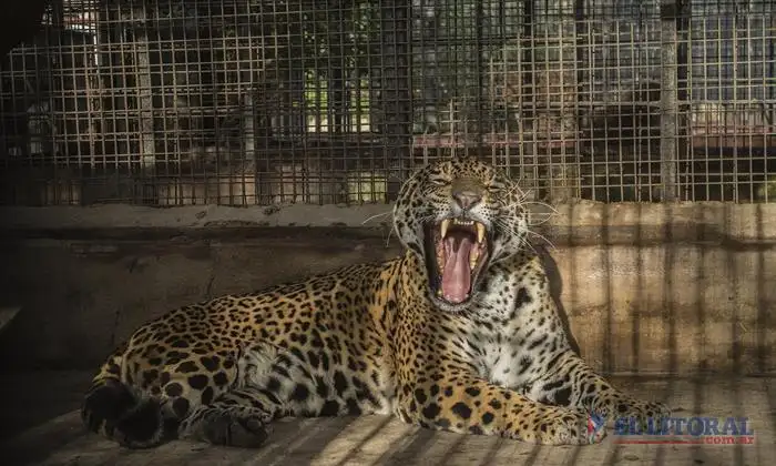 Tania, otra yaguareté para Iberá