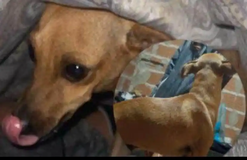 Buscan a Bruno: perrito perdido en Dávila y Manuel Iglesias