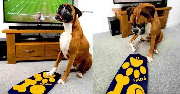 Control remoto para perros