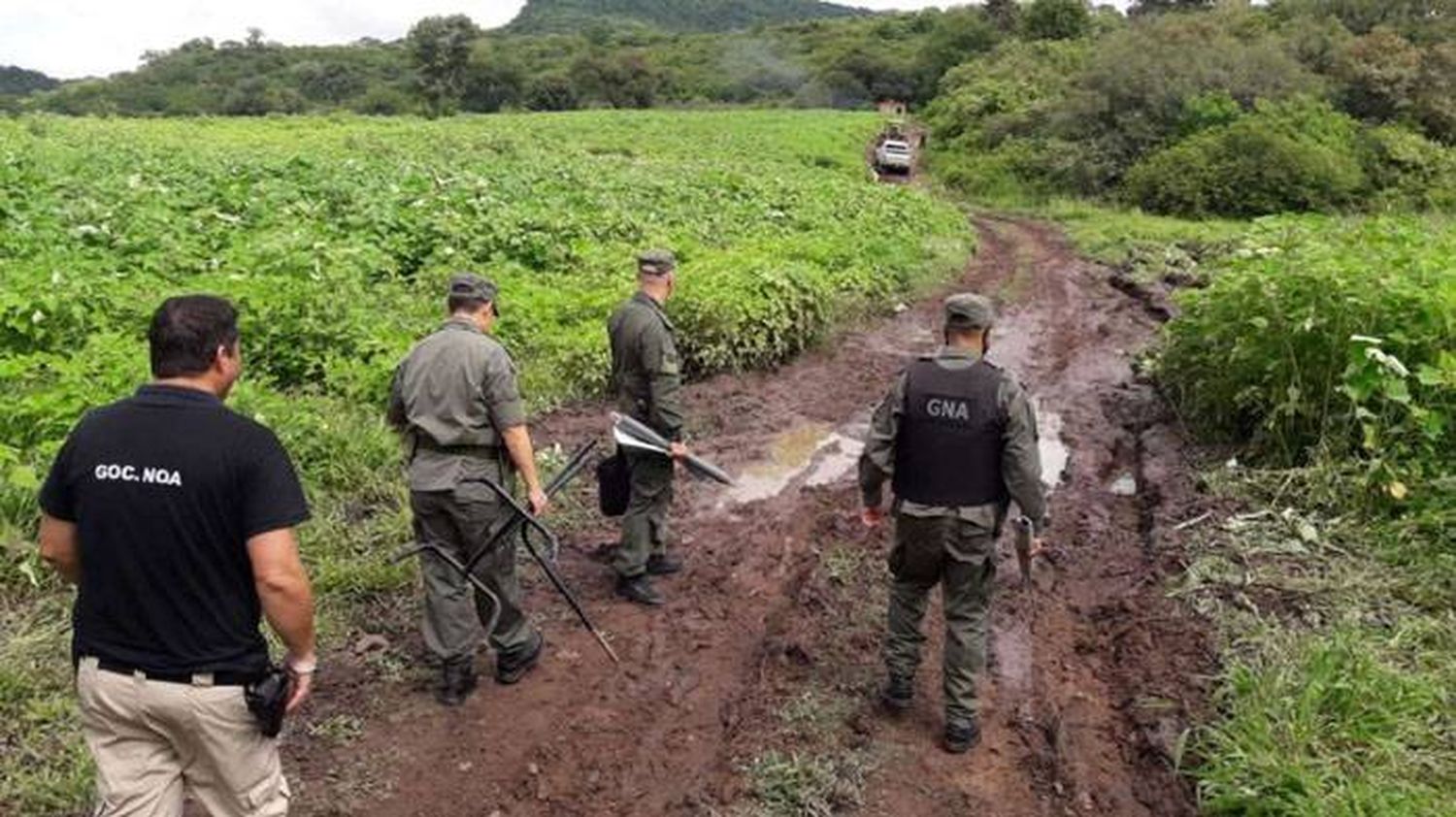 La denuncia de un ganadero  ayudó a descubrir la plantación de marihuana más grande del país
