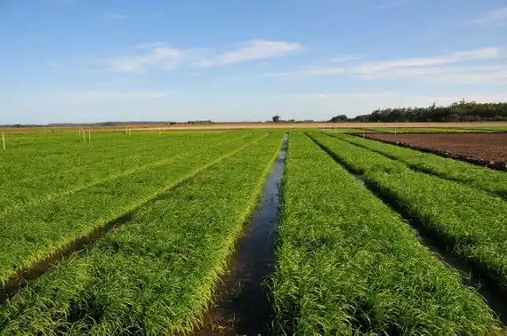 El arroz en crisis: buenos rindes, pero con números en rojo en Entre Ríos