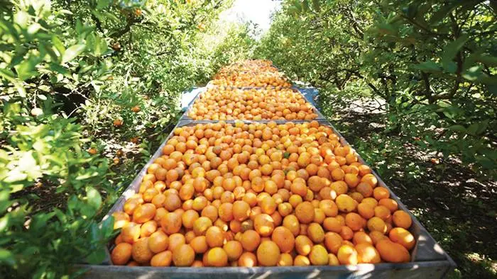 Las naranjas argentinas  no podrán entrar a Europa