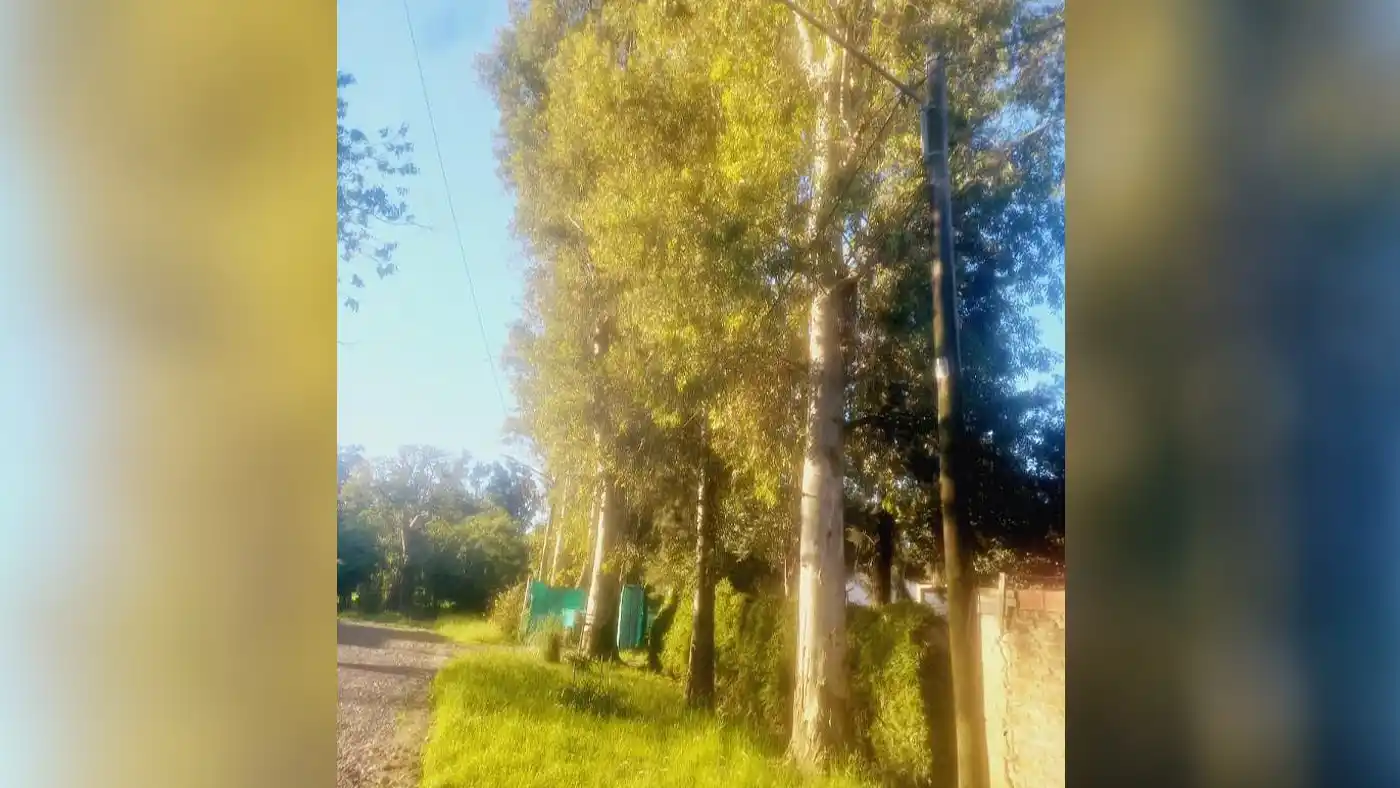 Vecinos piden la poda de varios árboles en un barrio de Pilar
