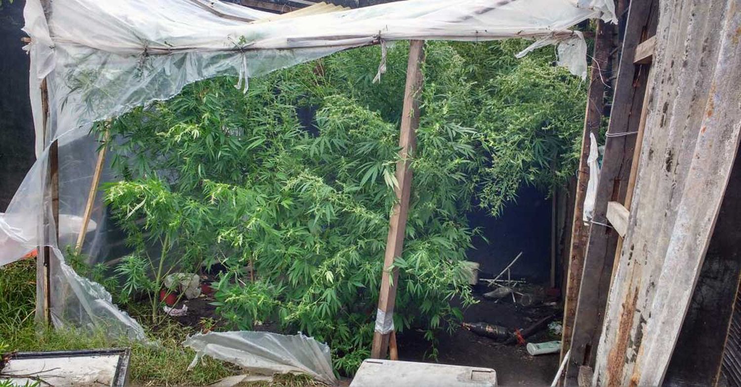 Detuvieron a dos hermanos por robo y les secuestraron plantas de marihuana