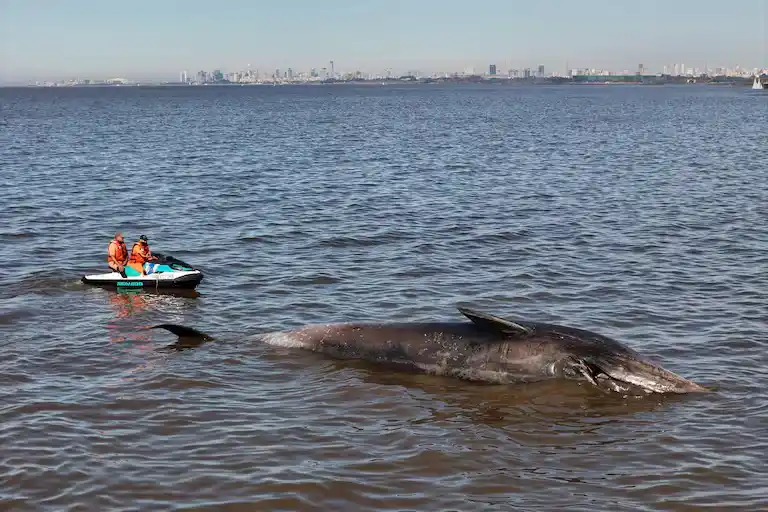 Segunda ballena muerta en una semana: alarma por extrañas apariciones en el Río de la Plata