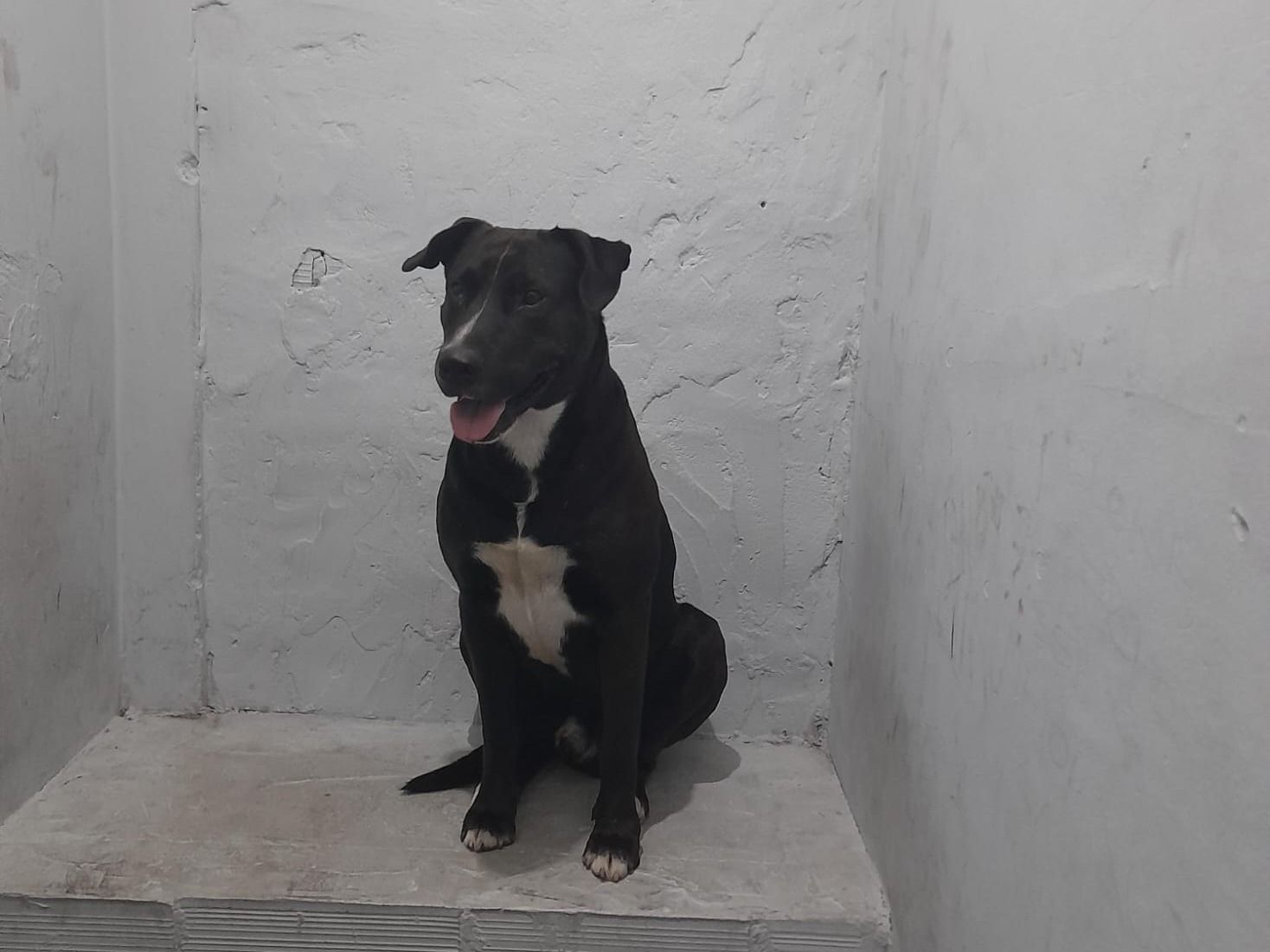 El perro se encuentra en la Comisaría 2da a la espera de adopción responsable o algún hogar que pueda darle contención.