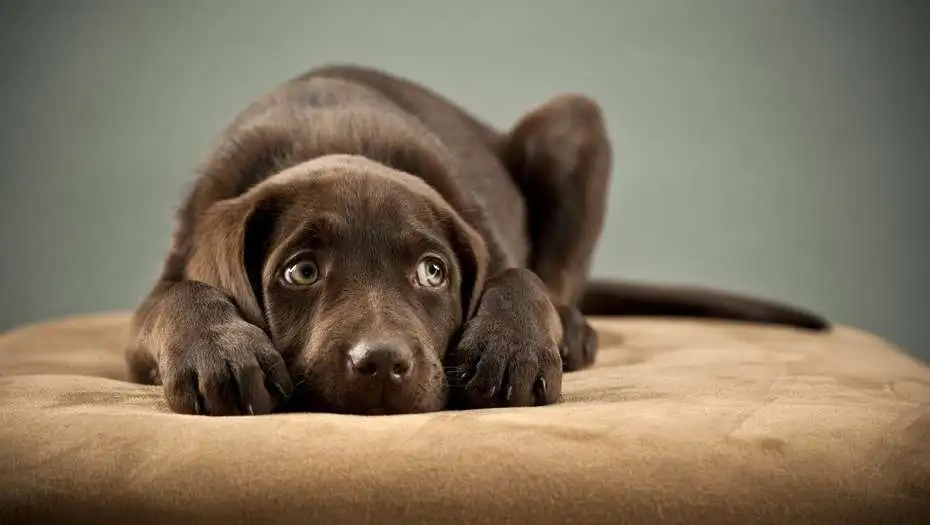 Un canal emitirá un programa antiestrés para perros durante las fiestas