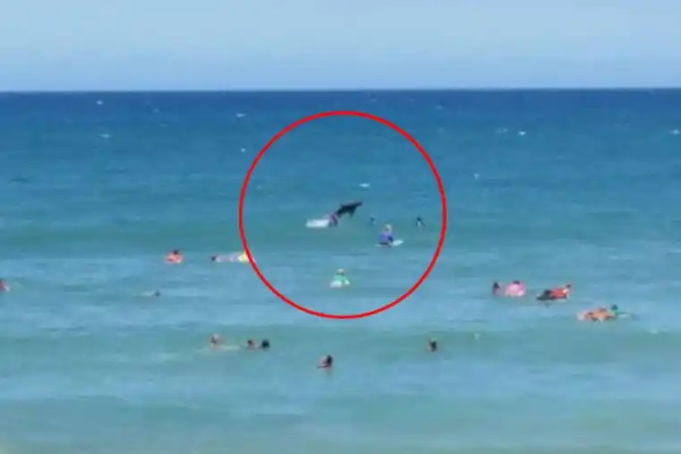 Un tiburón dio una escalofriante sorpresa a surfers durante una competencia en Australia