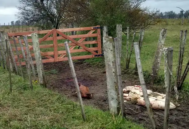 Productores y Ruralistas de la ciudad señalaron que "la puerta giratoria funciona a pleno"