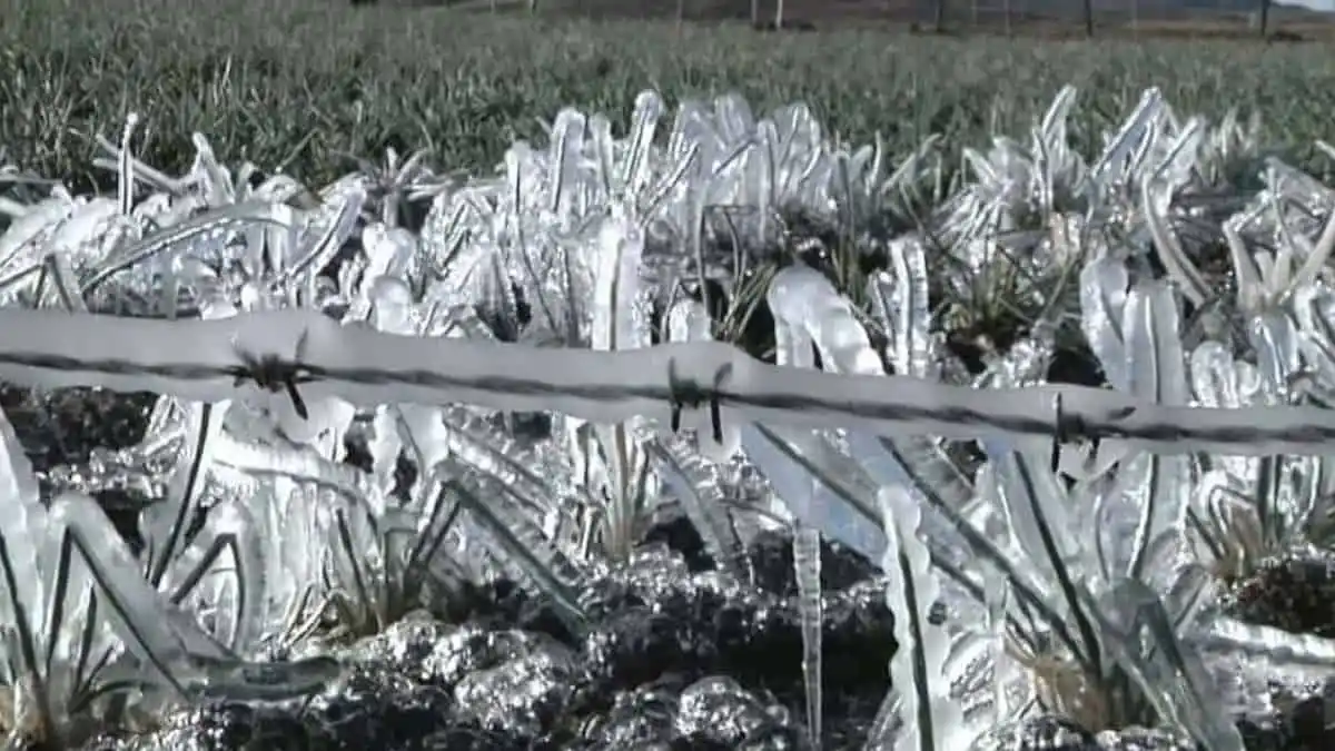 Heladas en Boyacá tienen angustiados a los campesinos