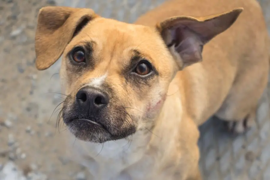 Día Mundial del Perro Adoptado: promueven la adopción responsable de mascotas