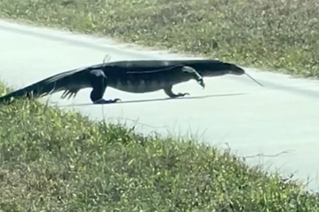 Lagarto monitor