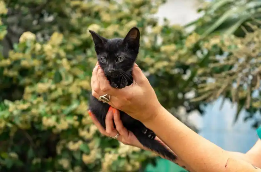 Nuevo cronograma del quirófano móvil en Punta Mogotes