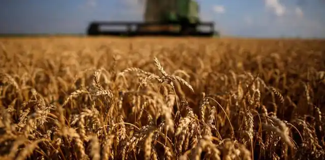 ¿Qué hacer con el trigo ante los elevados stocks globales?
