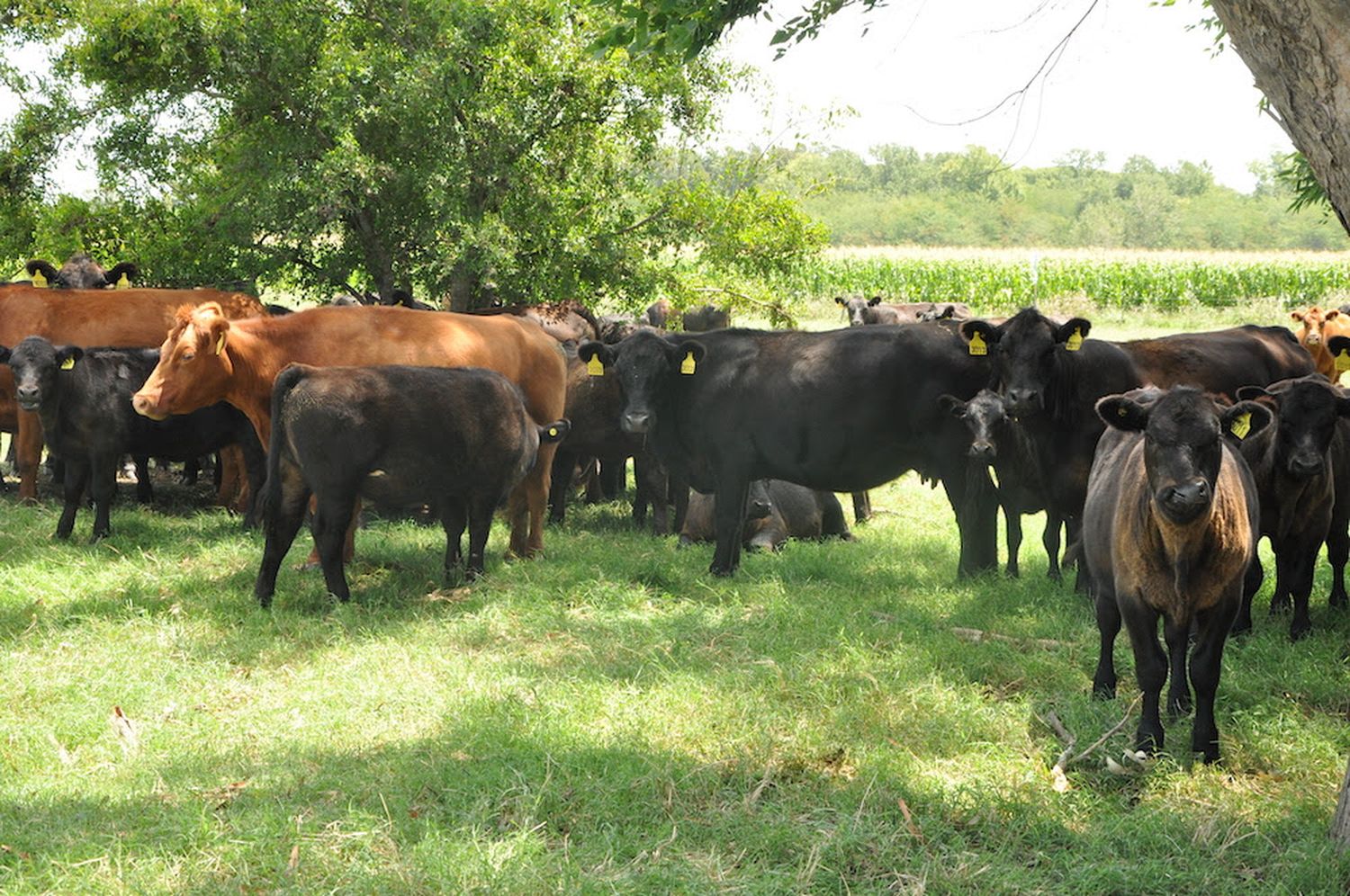 Frigoríficos bonaerenses recibieron el 72% del cupo de exportación de carne argentina a Colombia