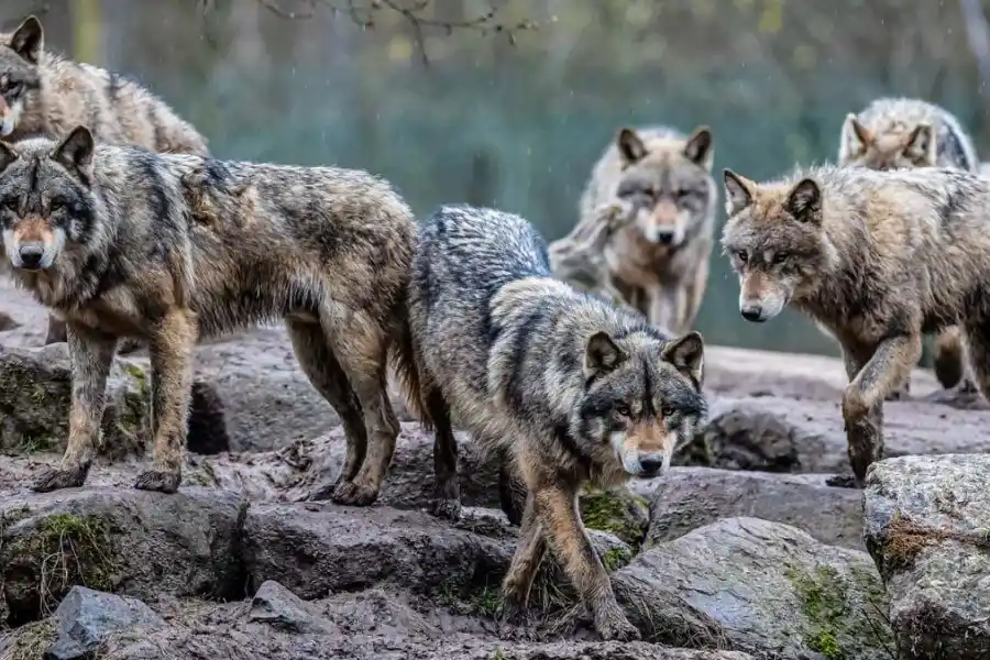 Advierten que es un "peligro" la reaparición de manadas de lobos en Europa