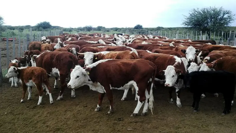 Firman adhesión al documento único de traslado animal