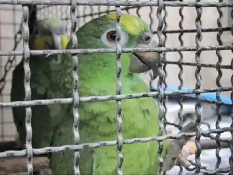 LOBERIA: Jornada de tráfico ilegal de aves