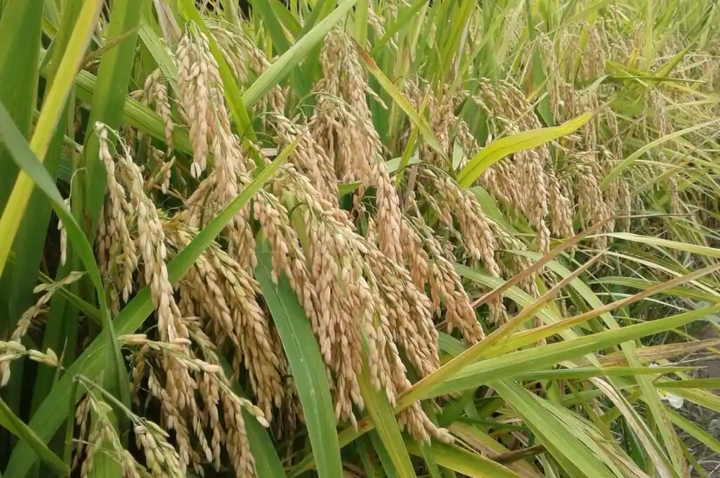 El arroz que rinde una fortuna