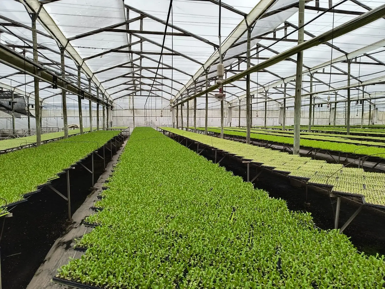 Buscan potenciar la producción hortícola con la instalación de una plantinera