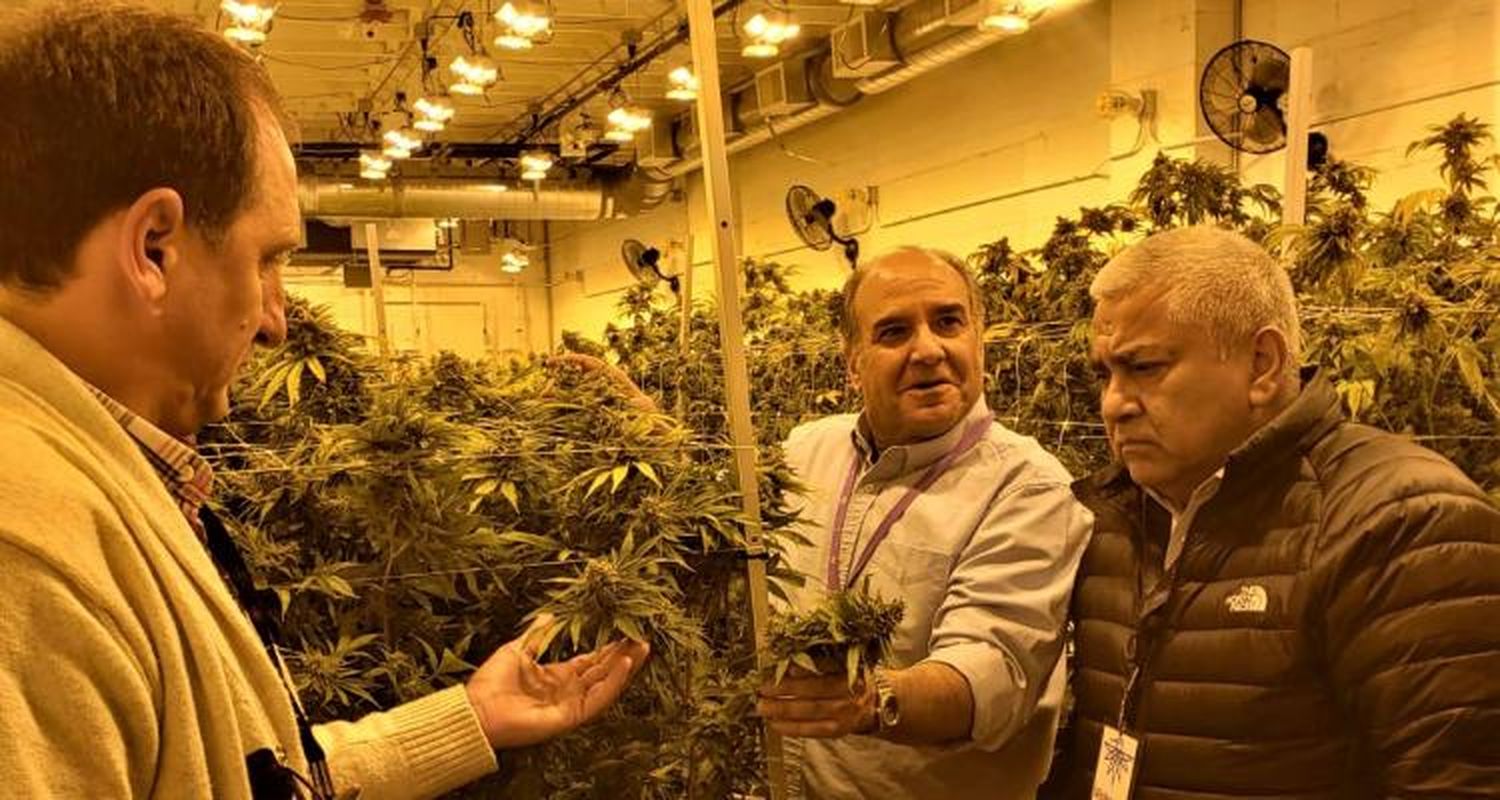 Salazar y el cannabis medicinal en Estados Unidos: “Estoy impactado, ojalá podamos lograr algo así”