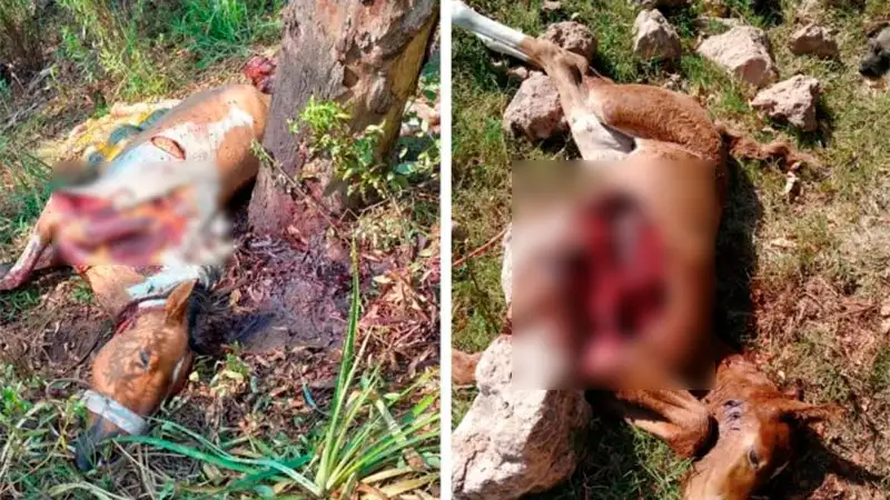 Aparecieron tres caballos con extrañas mutilaciones en localidad entrerriana